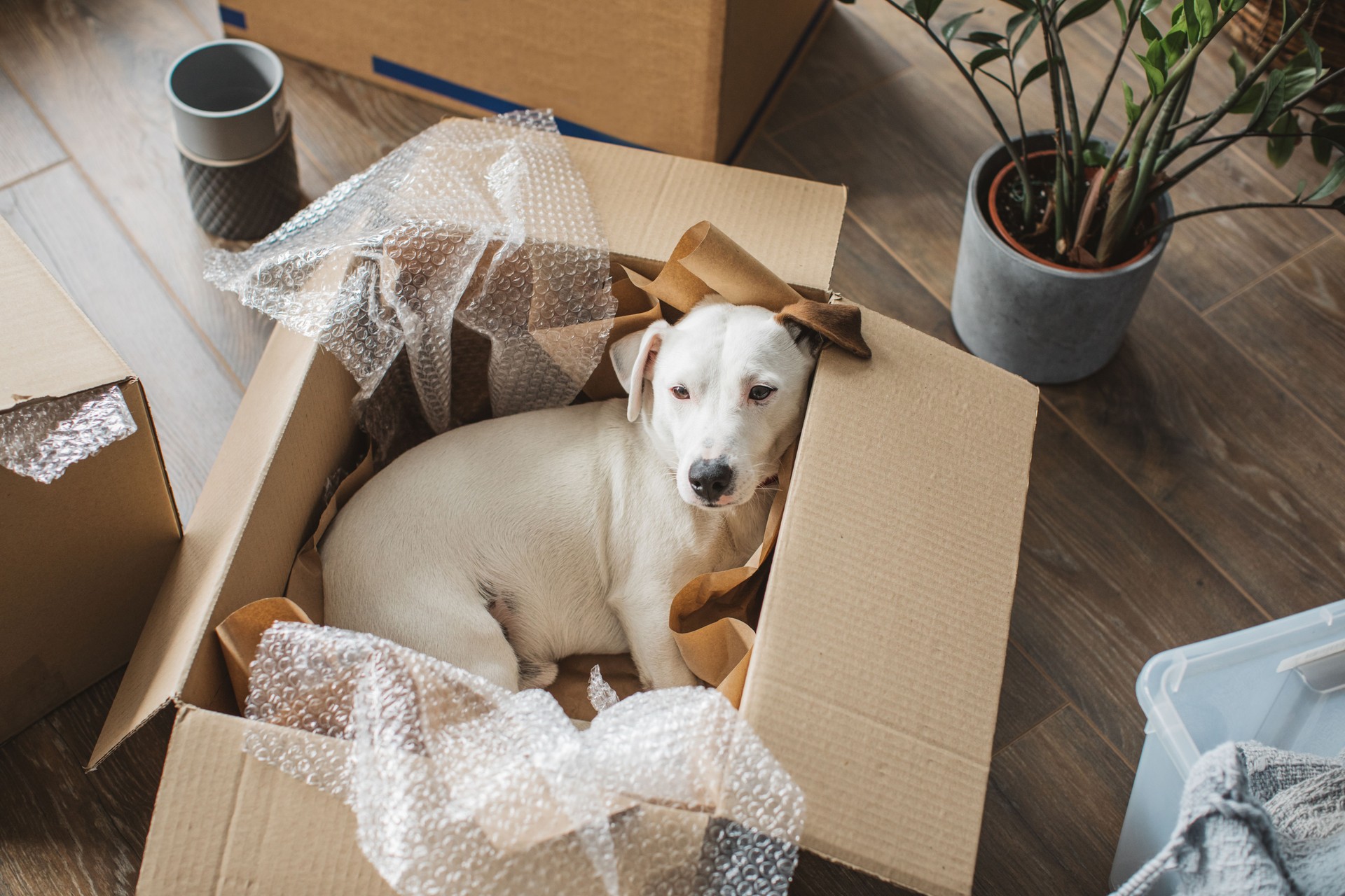 Moving day